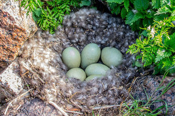 eiderdown nest eggs