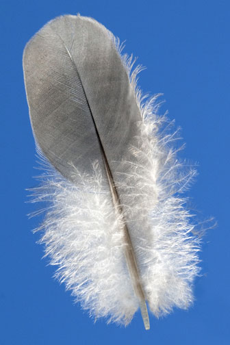 goose feather